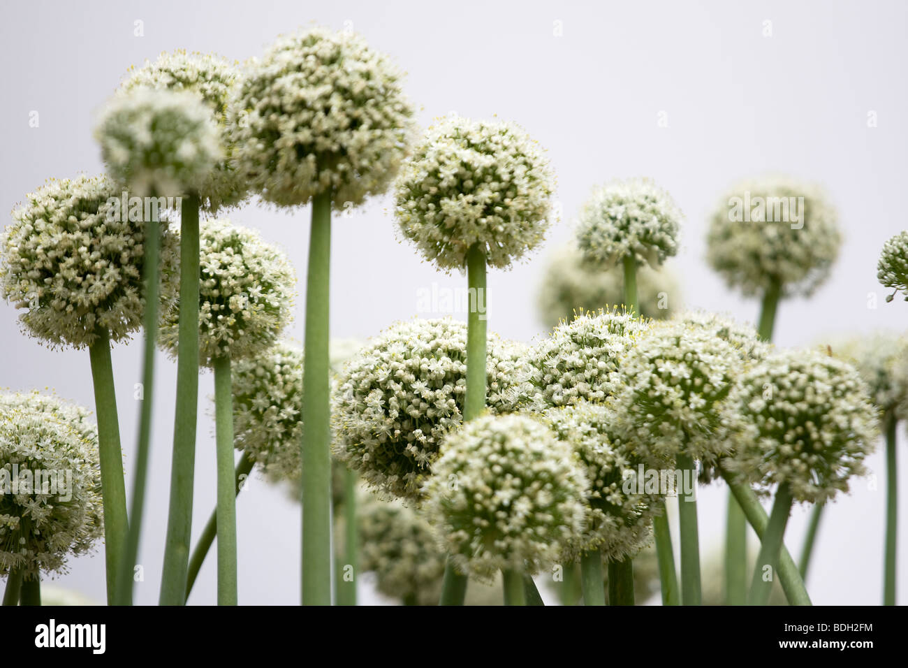 Yellow onion flower heads Stock Photo Alamy