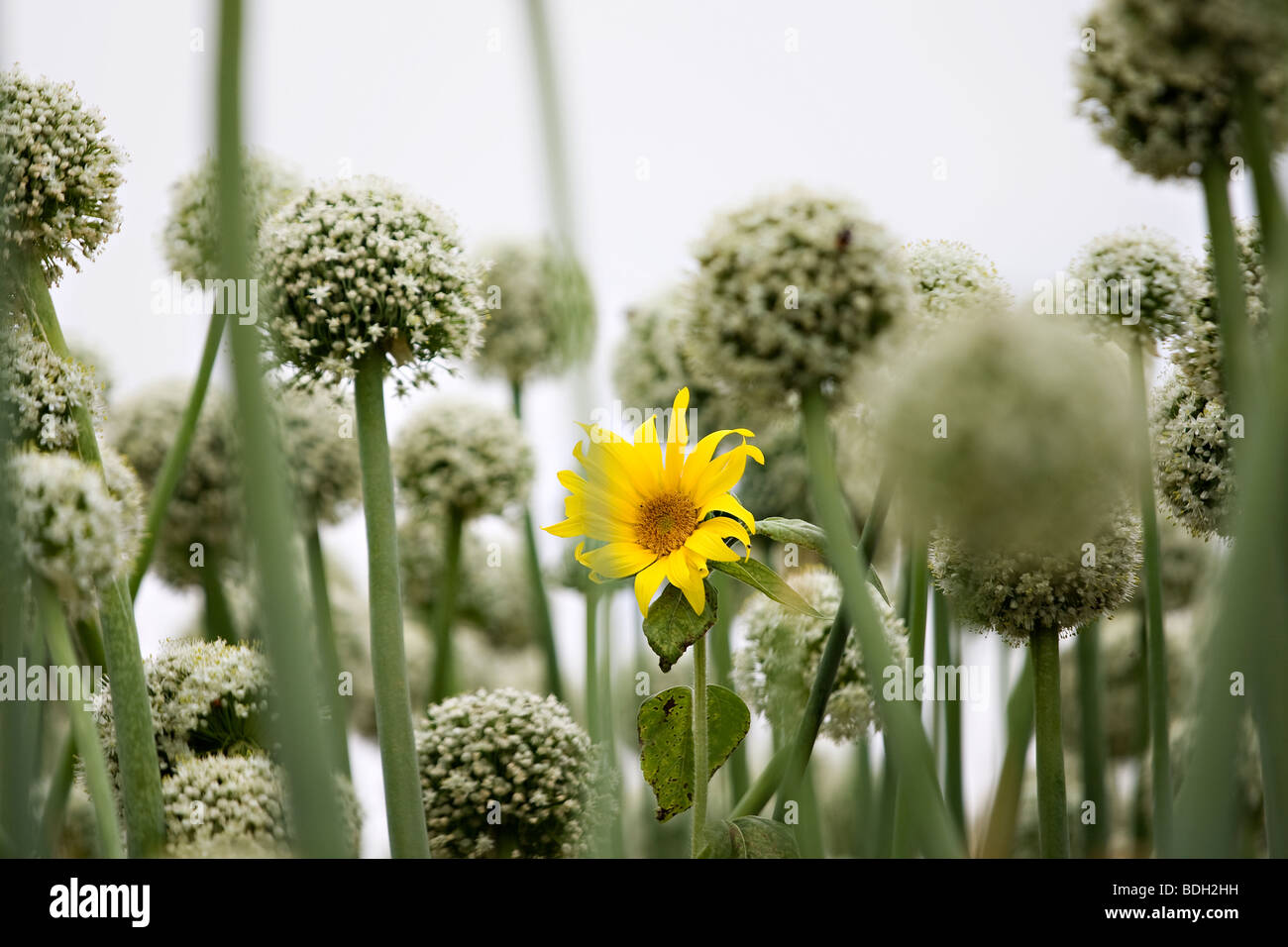 Yellow onion flower heads Stock Photo Alamy