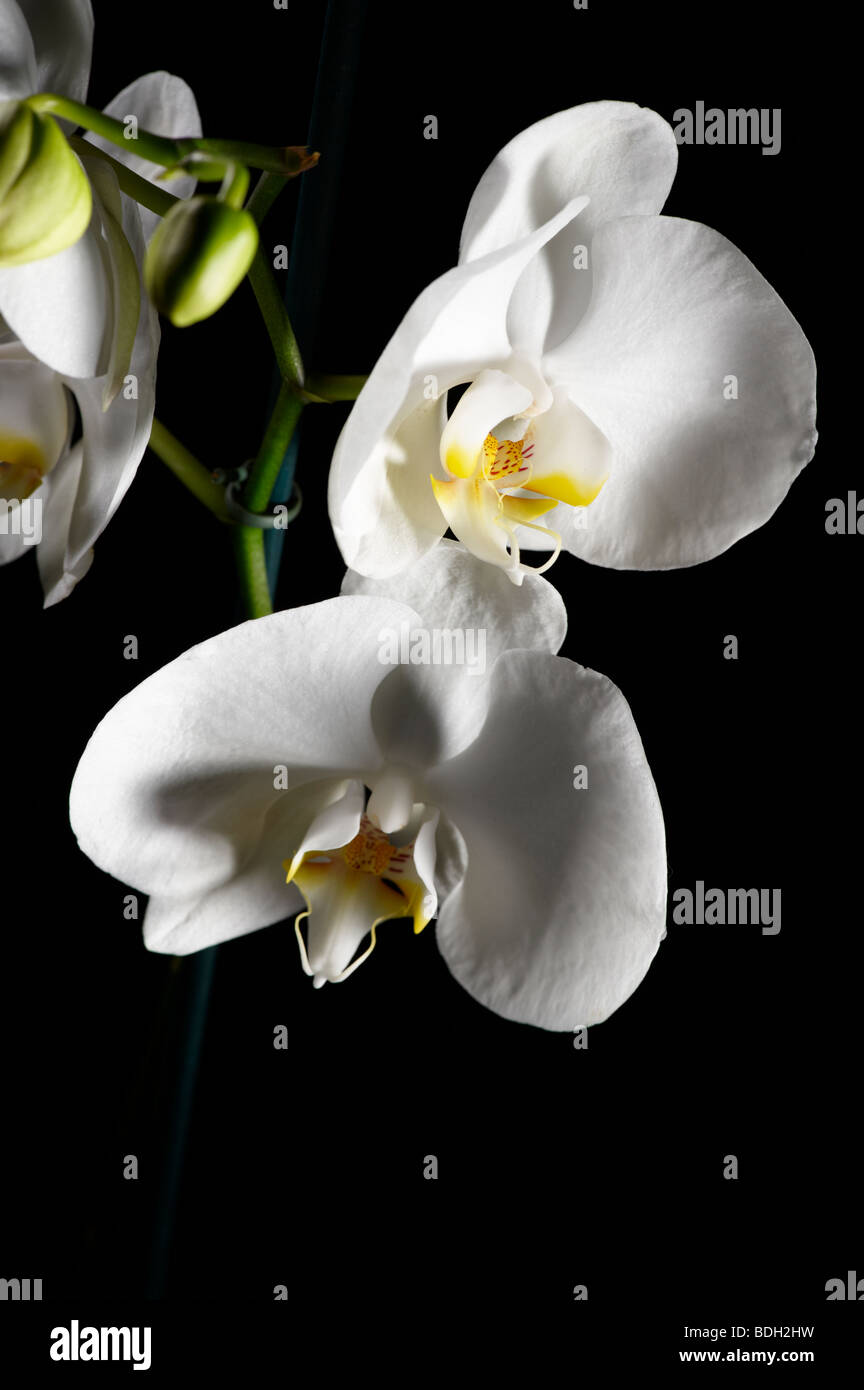 Phalaenopsis orchid The Moth orchid Stock Photo