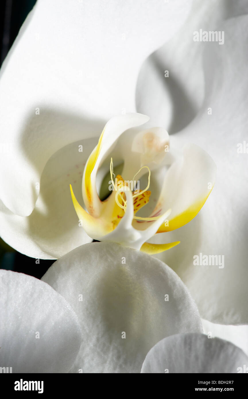 Phalaenopsis orchid The Moth orchid Stock Photo