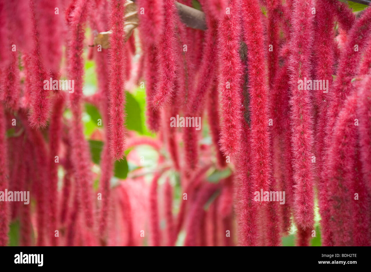 Acalypha hispida Chenille Plant red flowers Stock Photo
