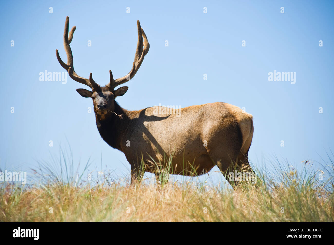 Roosevelt Elk - Cervus canadensis roosevelti - stands in coastal sand dunes, Prairie Creek Redwoods state park, California Stock Photo