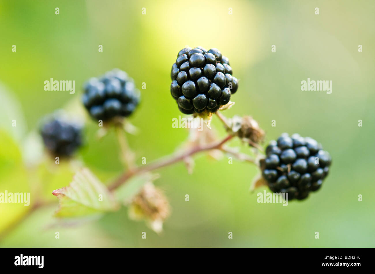 blackberry closeup Stock Photo