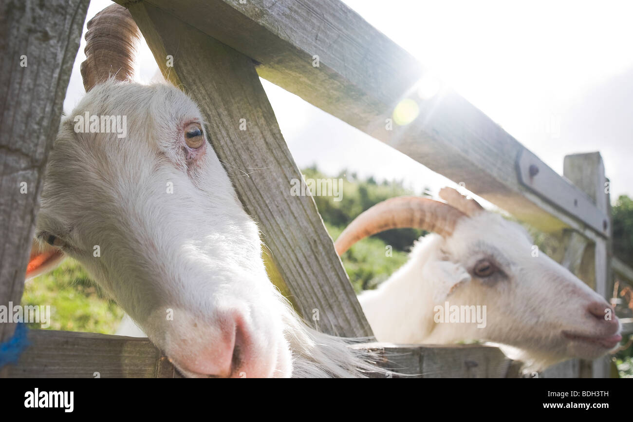 Five goats hires stock photography and images Alamy