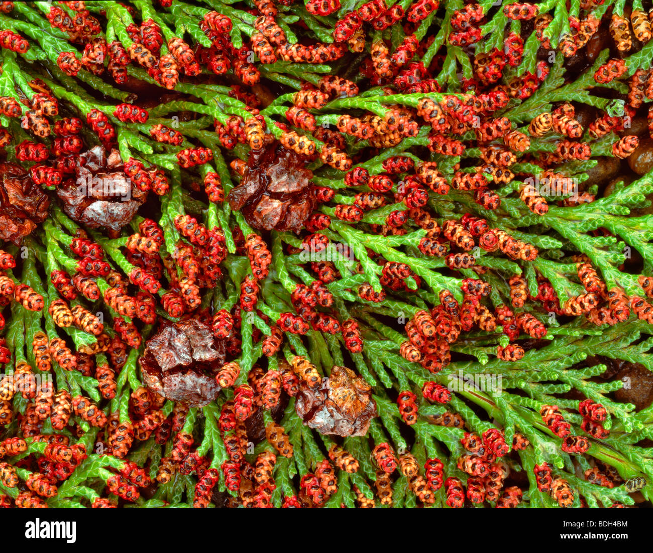 Red catkins of Port Orford Cedar (chamaecyparis lawsoniana) and cones. Corvallis, Oregon. Stock Photo