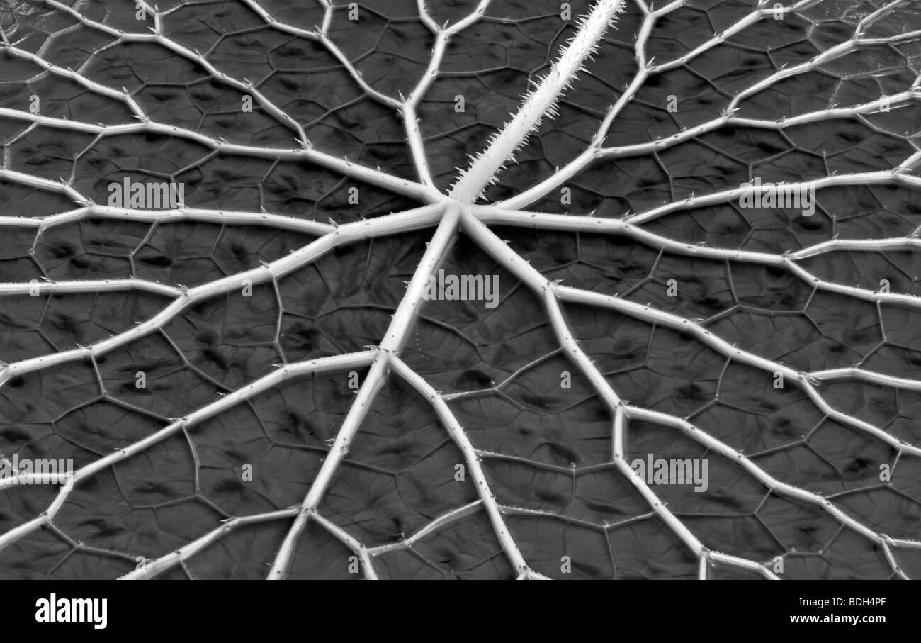 Close up of Eurgale Ferox tropical waterlily leaf turned upside down. Hughes Water Gardens. Oregon. Stock Photo