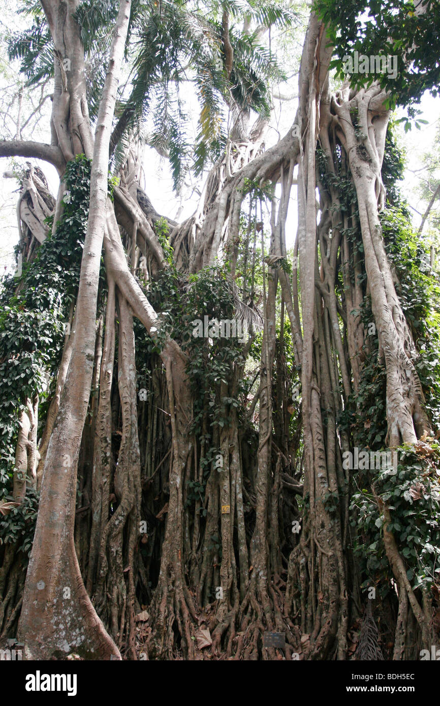 Vines growing over trees and killing existing host tree. Baobeng Fiema