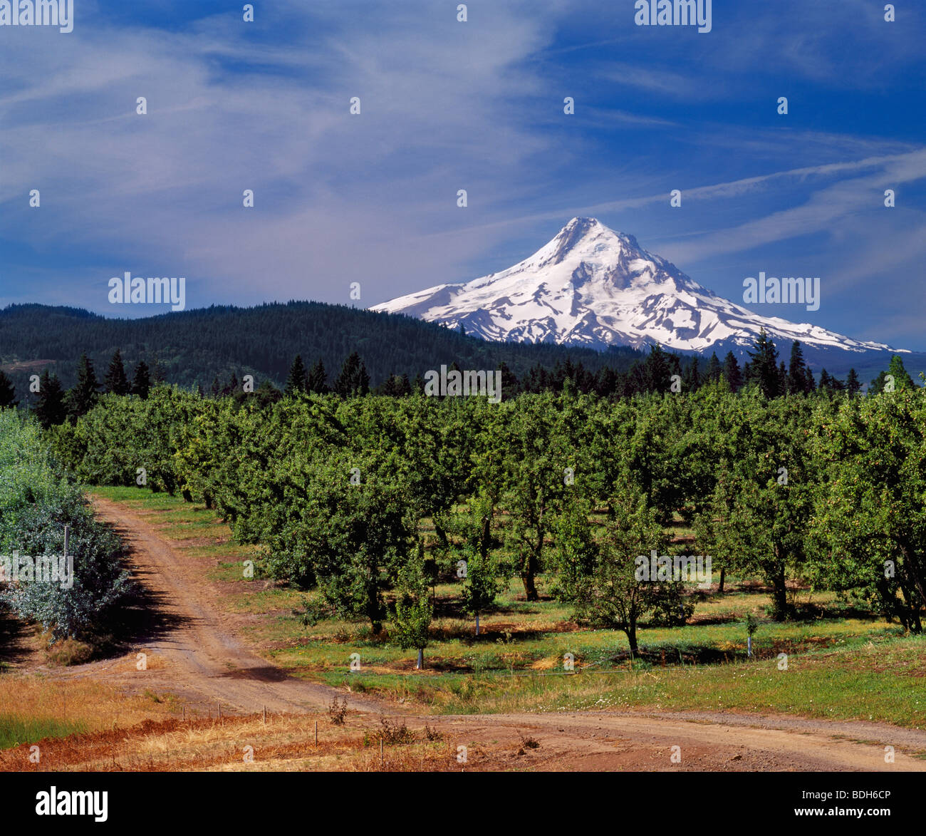 Mount Hood (11,239 feet) viewed over apple orchard. Hood River, Oregon, USA. Stock Photo