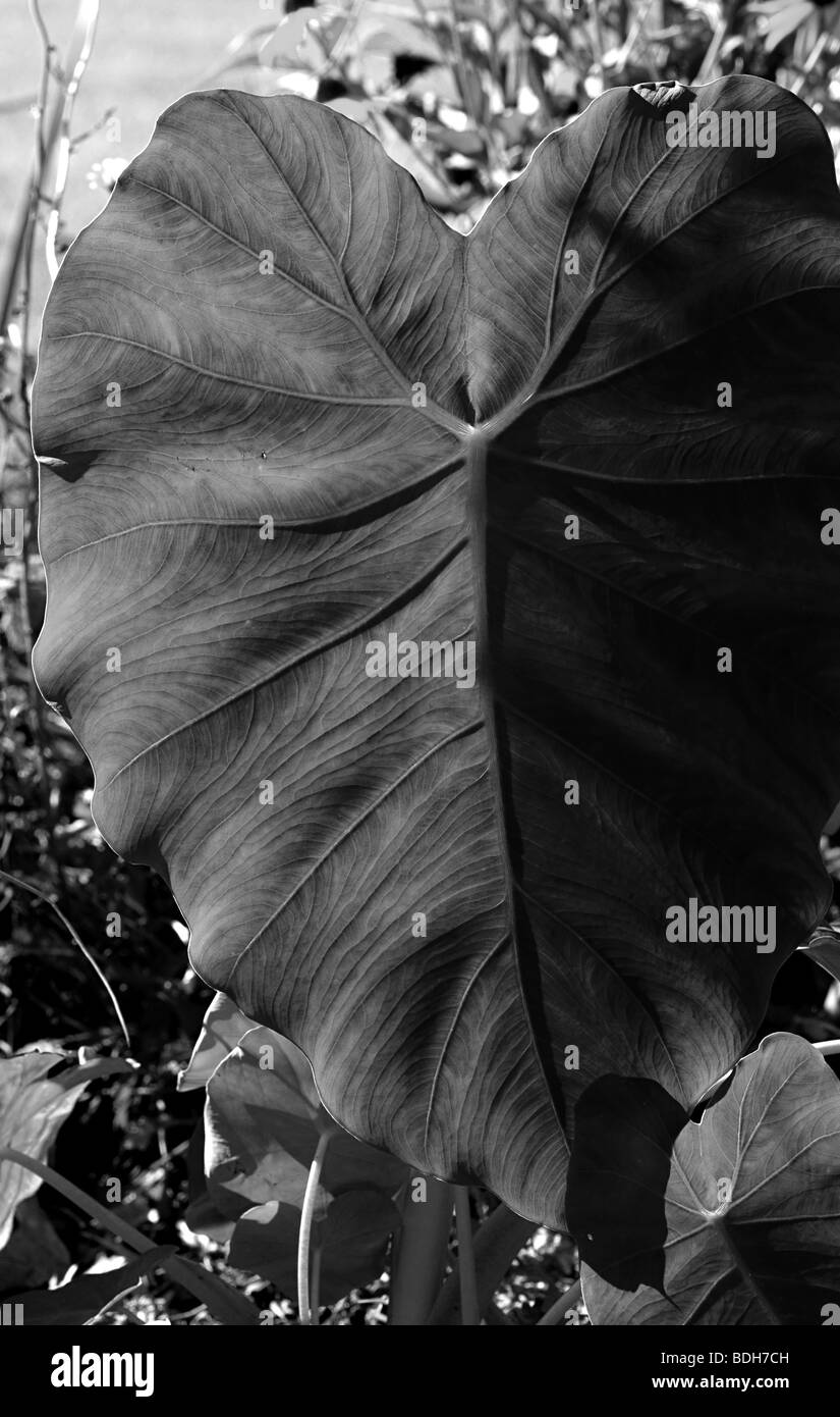 tropical  leaf black & White Stock Photo