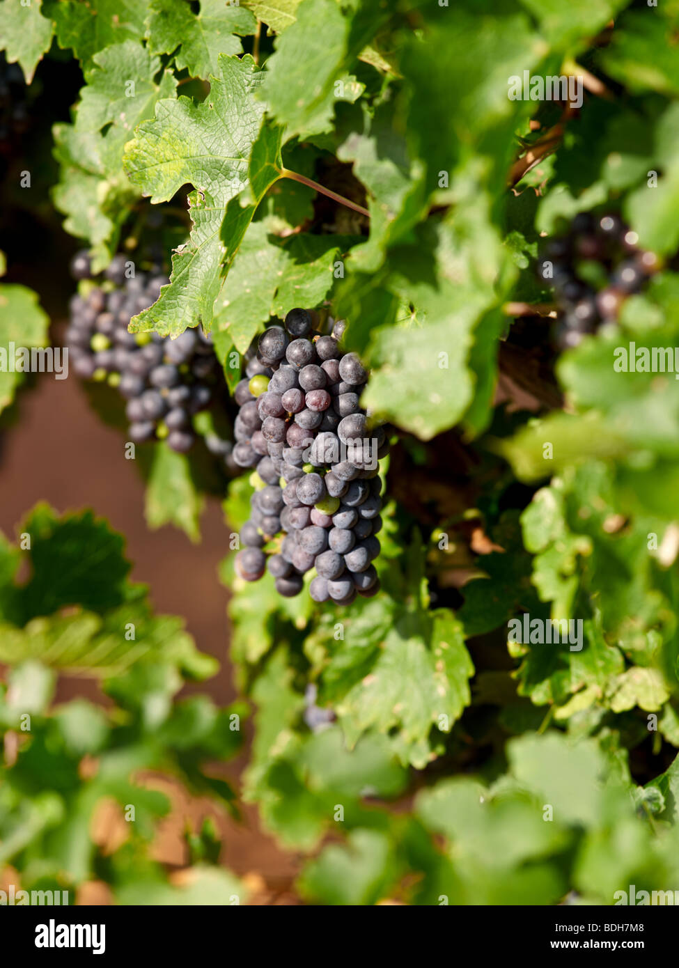 Clusters of ready to harvest merlot grapes on the vine at Newsom Vineyards in Yoakum County, Texas,USA Stock Photo