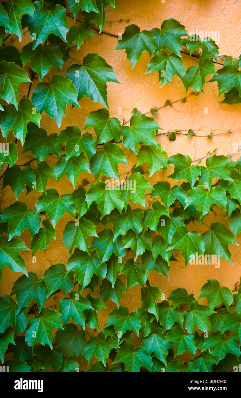 IVY grows on an orange wall - BOSTON, MASSACHUSETTS Stock Photo