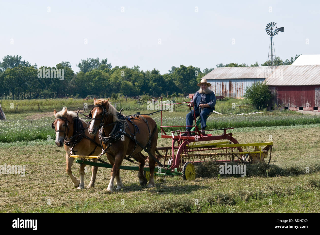 Amish raking hay with horse drawn machinery Stock Photo Alamy