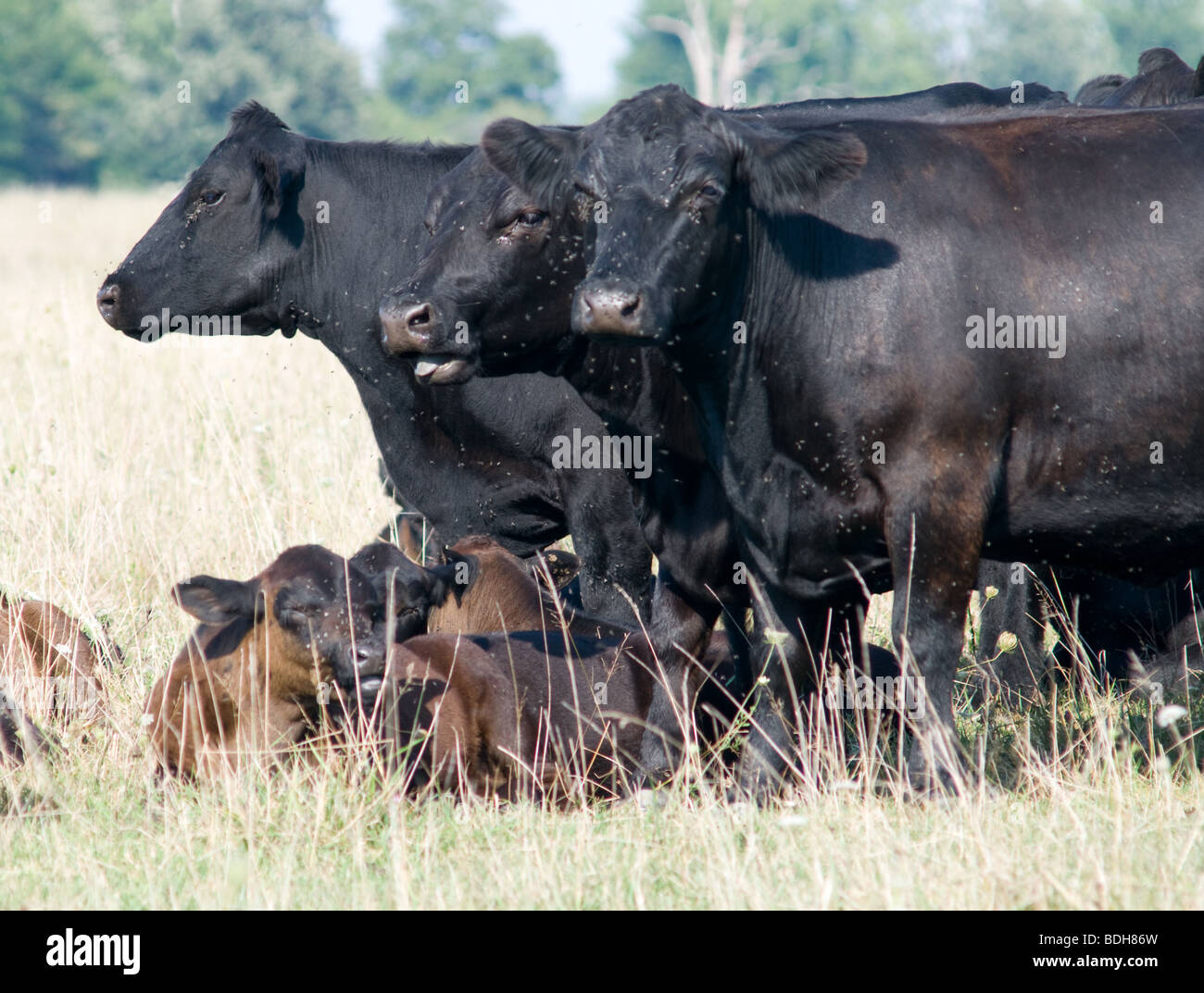 Black angus cattle cows grazing hi-res stock photography and images - Alamy