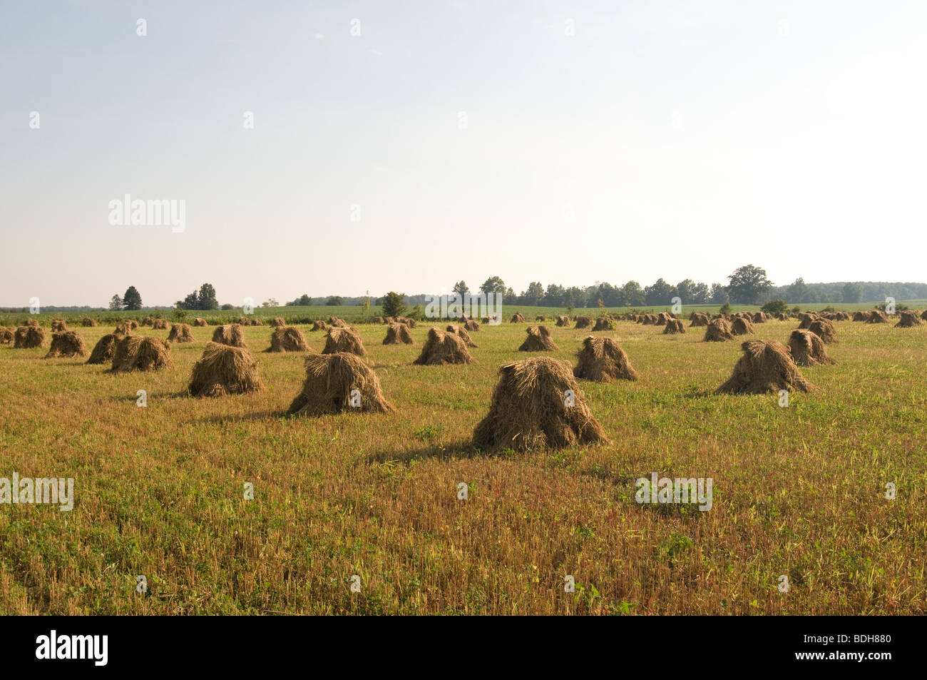 Wheat field stacks of grain Stock Photo