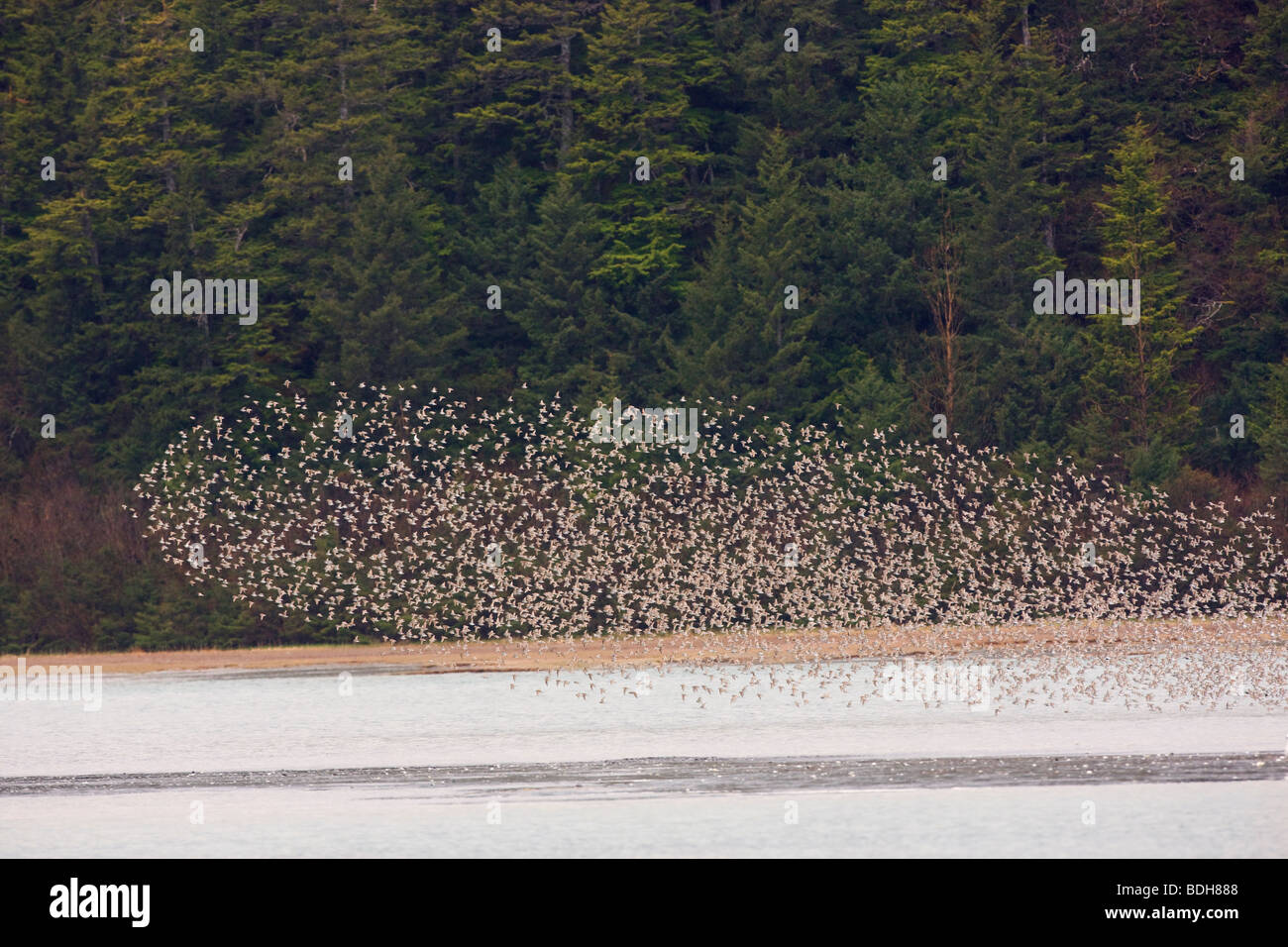 Shorebird migration, primarily western sandpipers, Copper River Delta, near Cordova, Alaska. Stock Photo