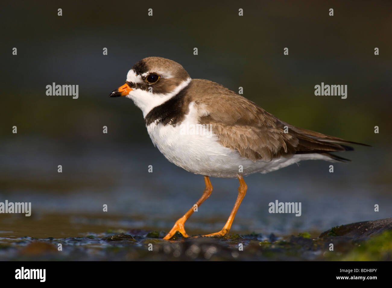 Semipalmated Plover, shorebirds during the spring migration to Alaska, near Seward, Alaska. Stock Photo