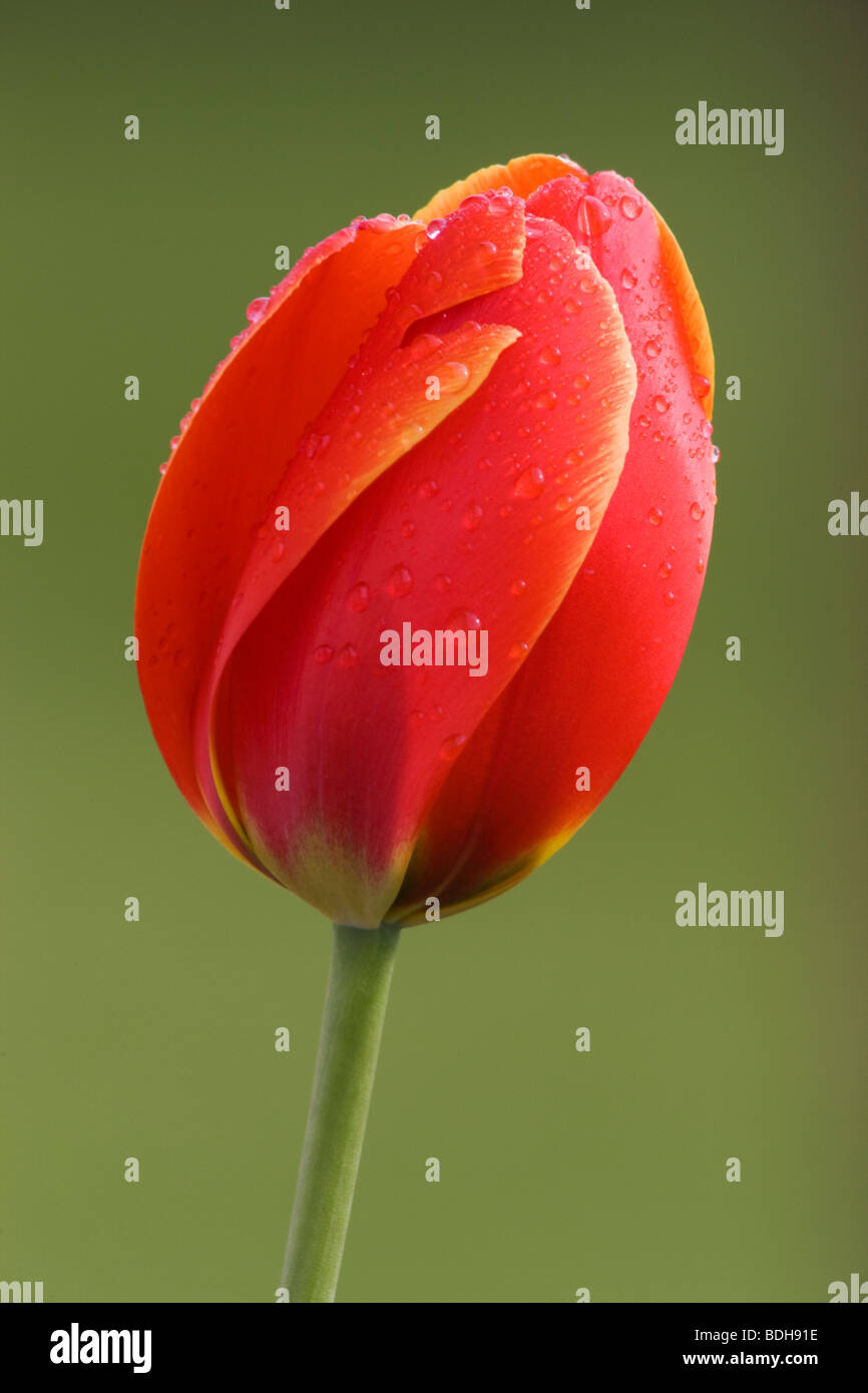 Red tulip, Seward, Alaska. Stock Photo