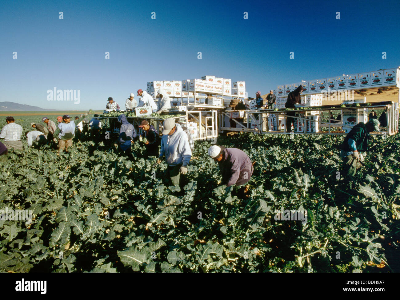 Agriculture - A field crew and equipment harvesting broccoli / Salinas Valley, California, USA. Stock Photo
