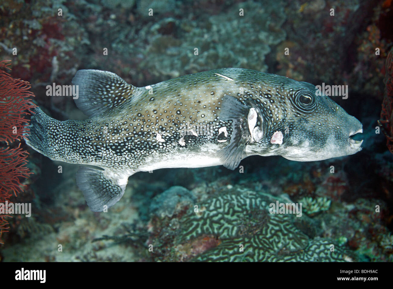 Map puffer, Arothron mappa showing injuries from a shark bite Stock Photo -  Alamy