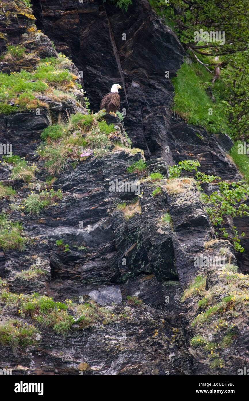 Bald Eagle, Kenai Fjords National Park, Alaska. Stock Photo
