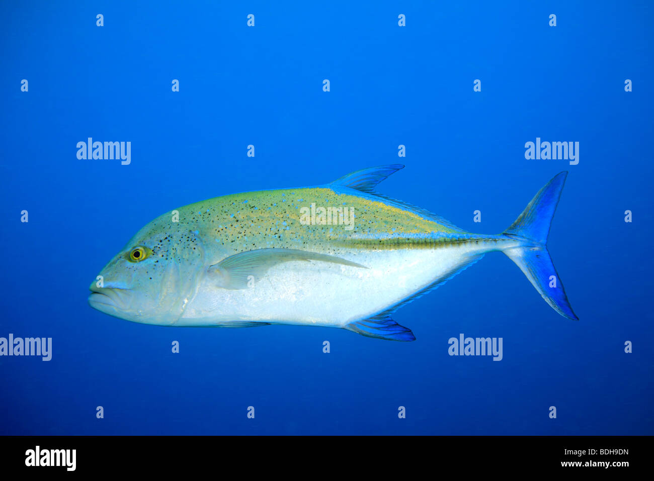 Blue-fin Trevally, Caranx melampygus hunting underwater. Blue water background Stock Photo