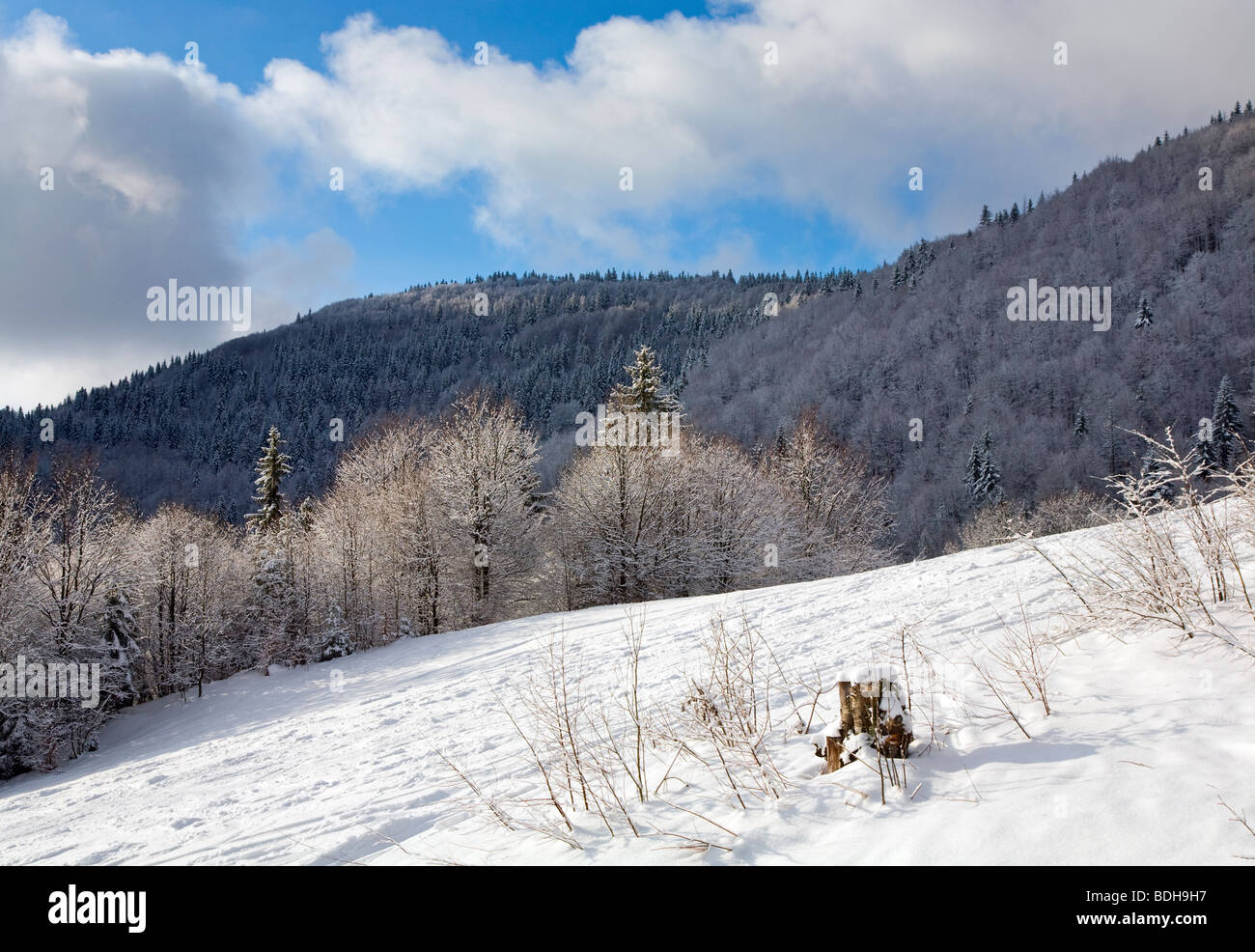 winter calm mountain landscape with rime and snow covered forest and ...