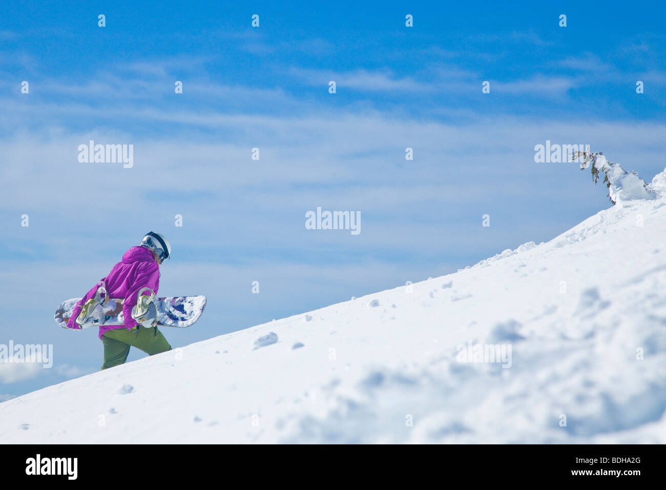 Female snowboarder hiking up to a backcountry peak on a sunny day in California. Stock Photo
