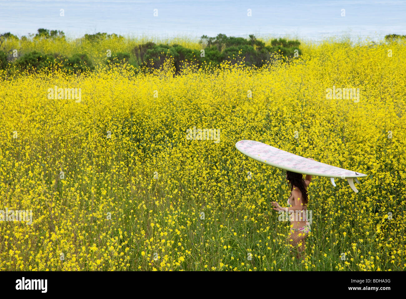 Young woman with a surfboard on her head walking to the beach through a field of yellow flowers. Stock Photo