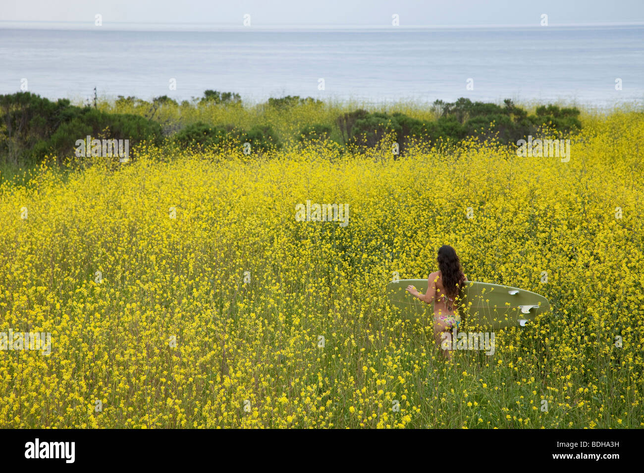 Young woman with her hands outstretched walking to the beach through a field of yellow flowers. Stock Photo