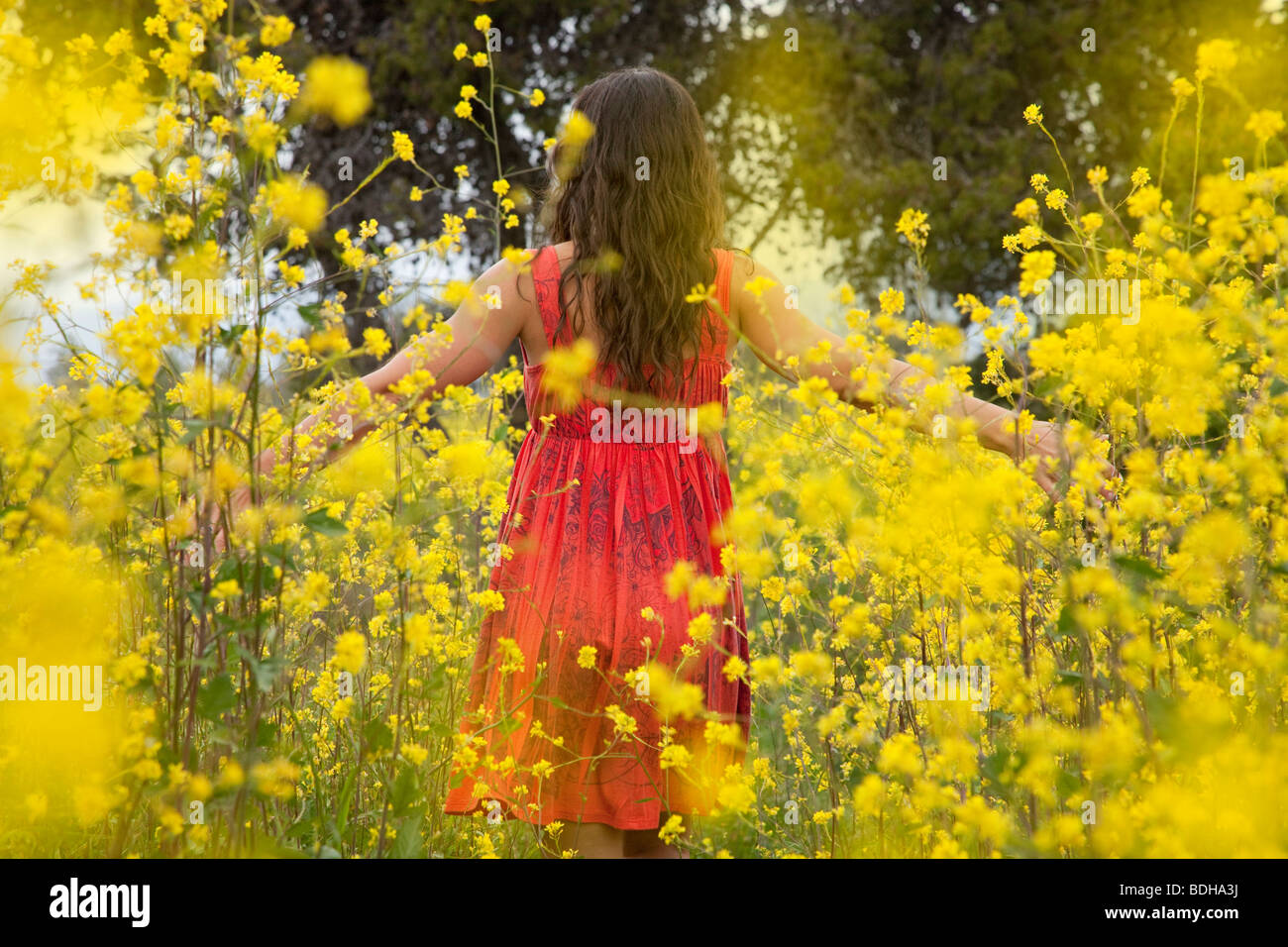 Young woman in a red dress with her hands outstretched walking to the beach through a field of yellow flowers. Stock Photo
