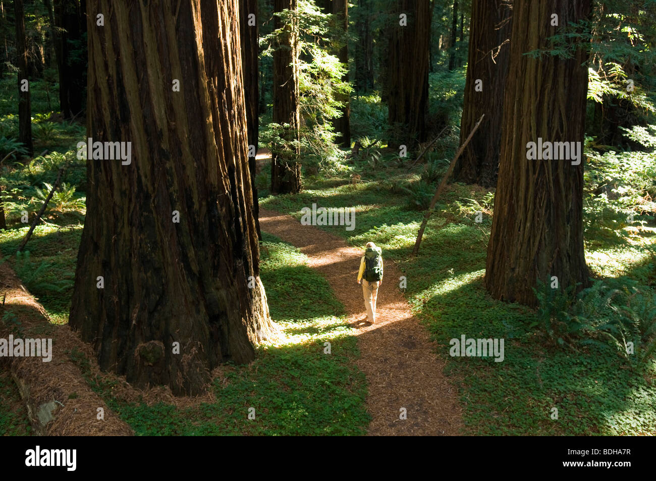 A high view of a woman hiking below redwood trees, Bridgeville, California. Stock Photo