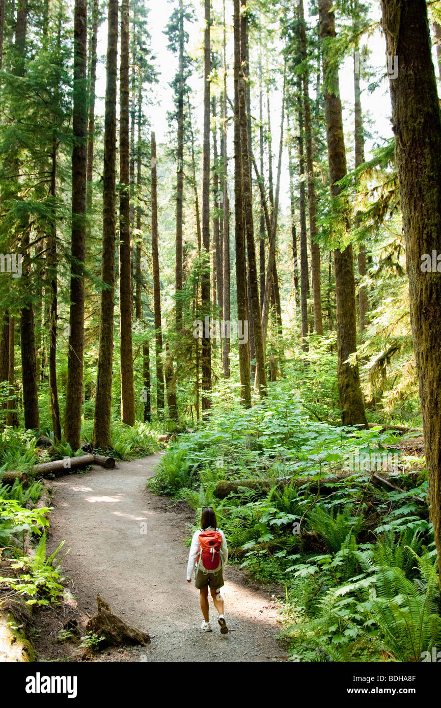 Person walks through ferns forest hi-res stock photography and images ...