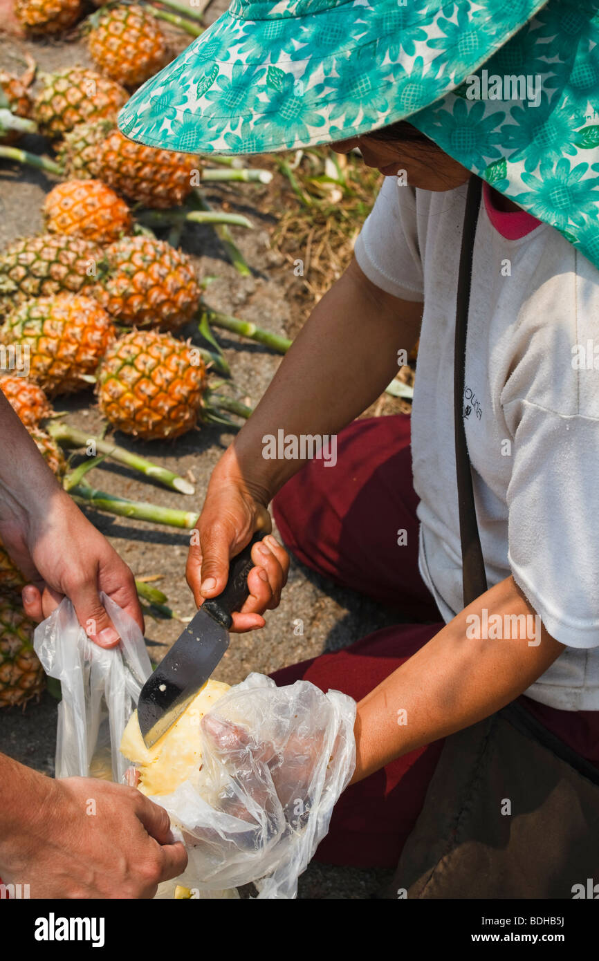 Woman cutting a fresh pineapple in thailand Stock Photo Alamy