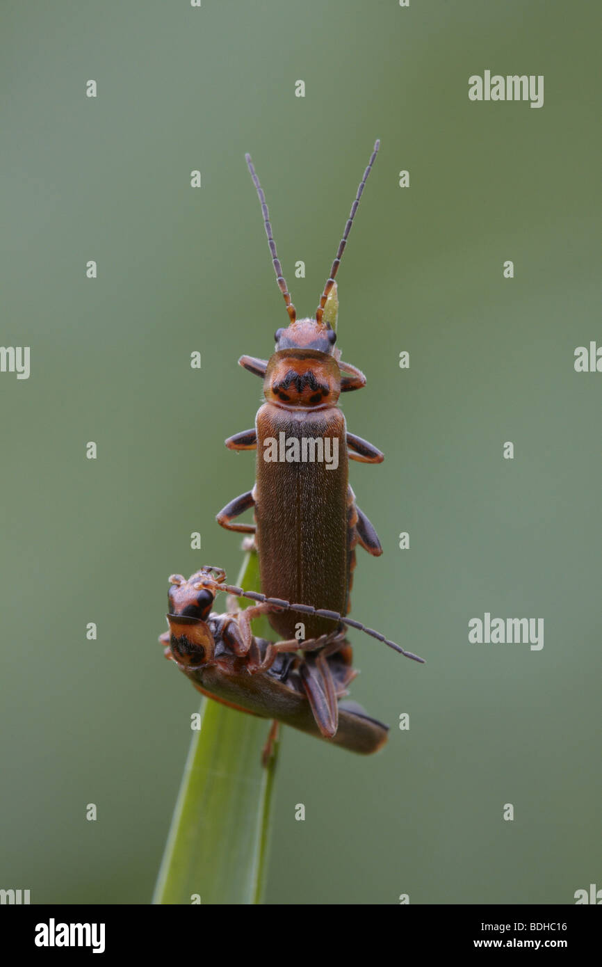 Copulating beetles Stock Photo