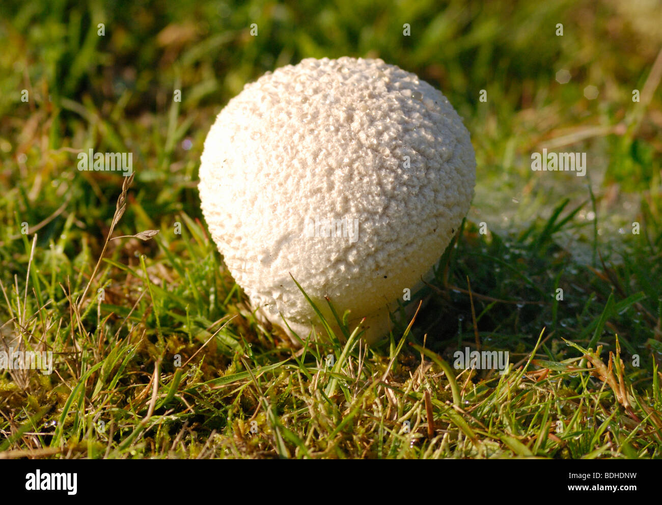 A Puffball fungus growing in a field Stock Photo