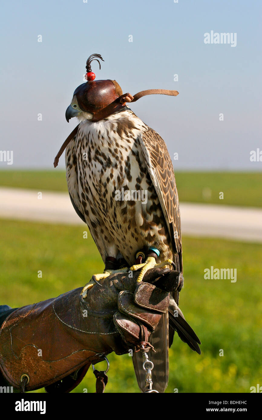 birds of prey falcoaria falcon falconry natureza wildlife Stock Photo