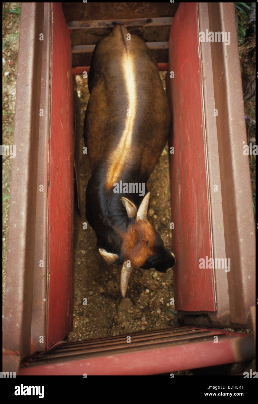 A waiting bull is confined to a shoot before a bullfight Stock Photo ...