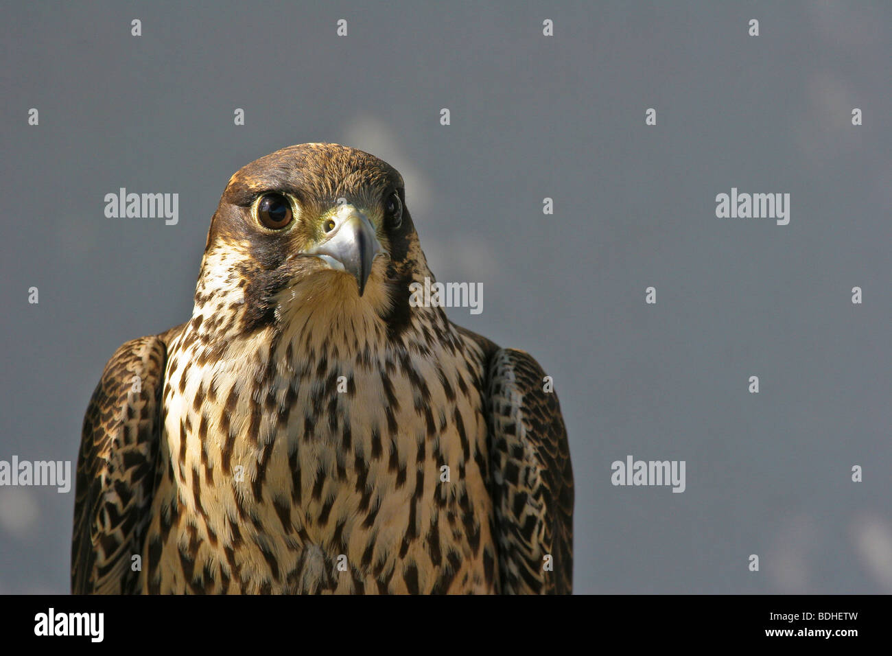 birds of prey falcoaria falcon falconry natureza wildlife Stock Photo