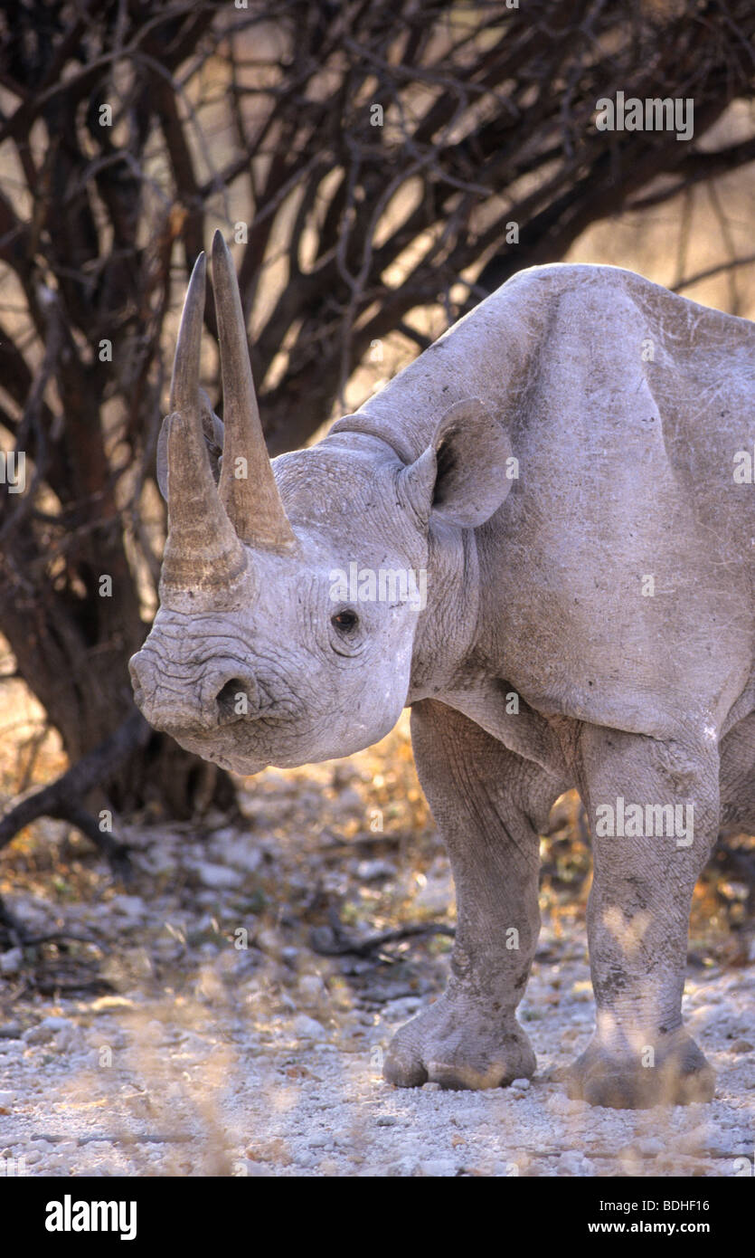 Black rhino, Diceros bicornis, Etosha, Namibia Stock Photo