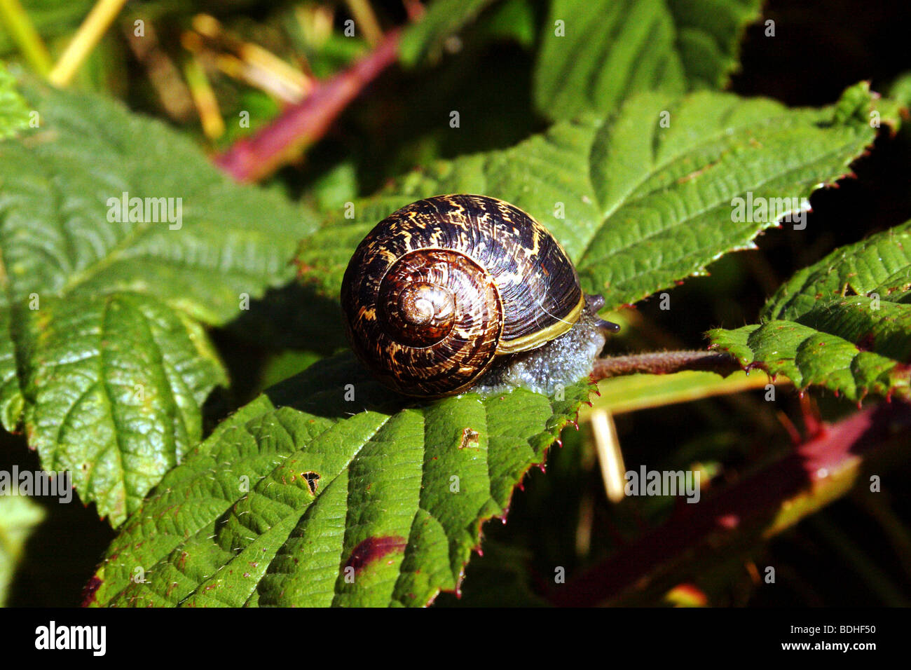 Garden Snail Helix aspera Family Helicidae showing classic helical shell Stock Photo
