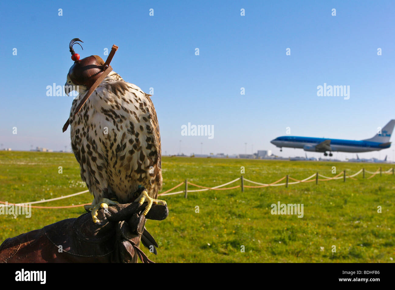 aviation birds of prey falcon falconry Stock Photo