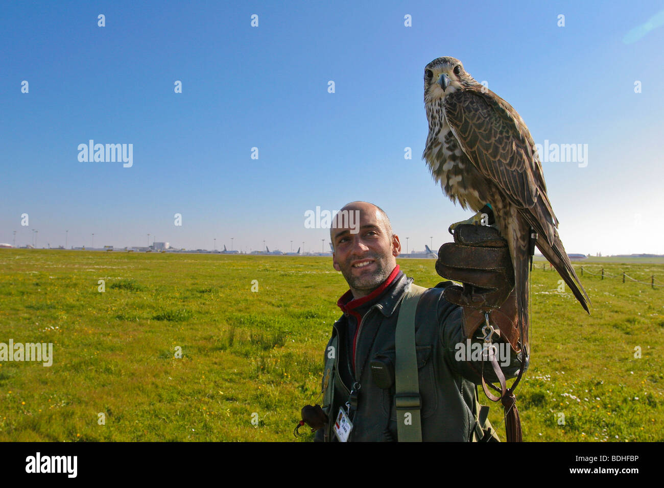 aviation birds of prey falcon falconry Stock Photo