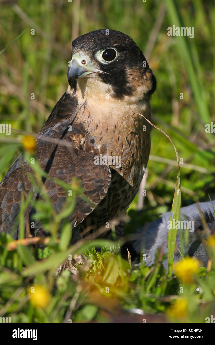 birds of prey falcoaria falcon falconry natureza wildlife Stock Photo