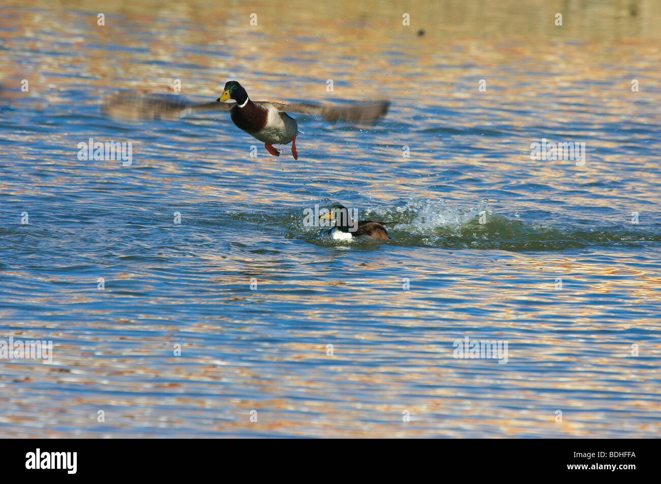 birds. ducks flying water Stock Photo