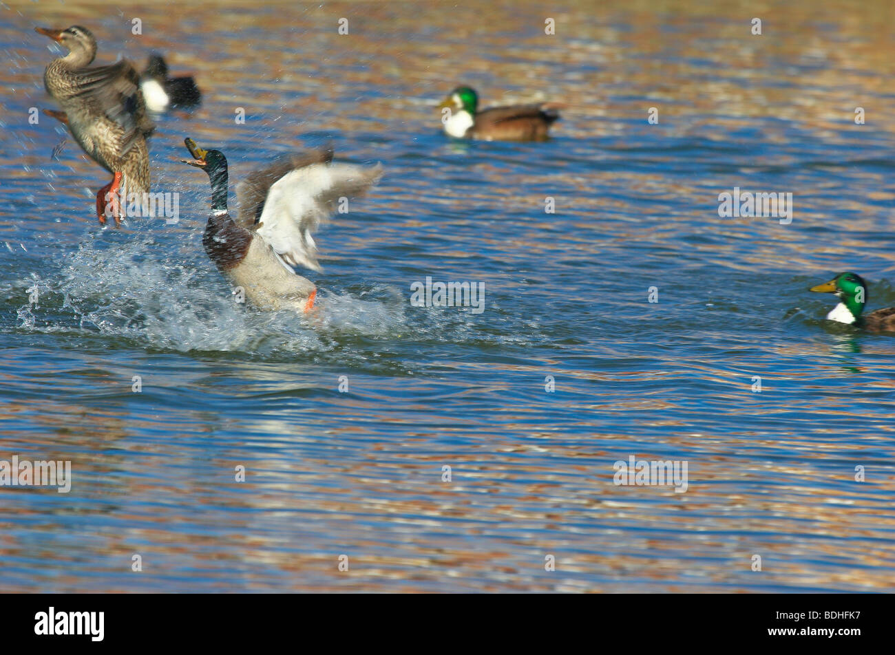 birds ducks fighting flying water Stock Photo