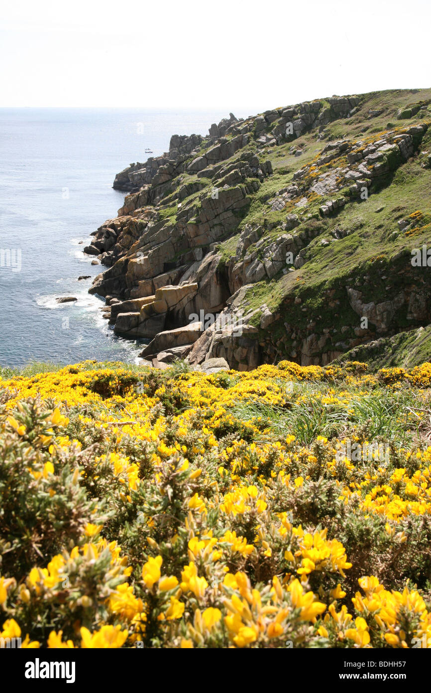 Gorse and sea and cliffs at Cornwall West Country England English United Kingdom GB Great Britain Stock Photo