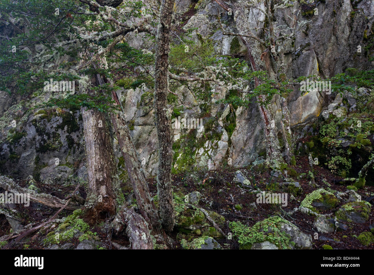 Low altitude vegetation, Beagle Channel, near Murray Channel, Tierra del Fuego, Chile Stock Photo