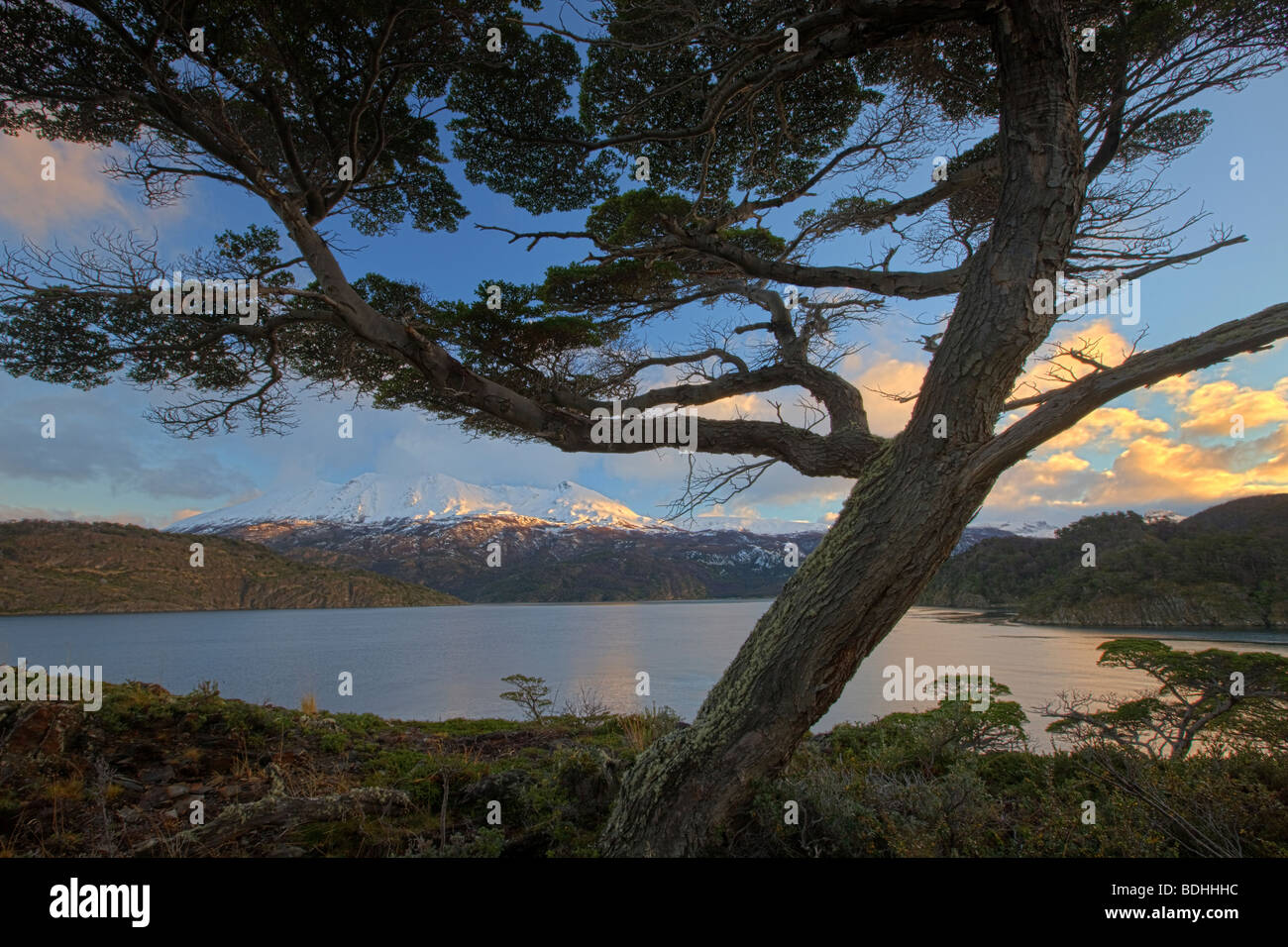 Windswept tree,  Murray Channel, Tierra del Fuego, Chile. Stock Photo