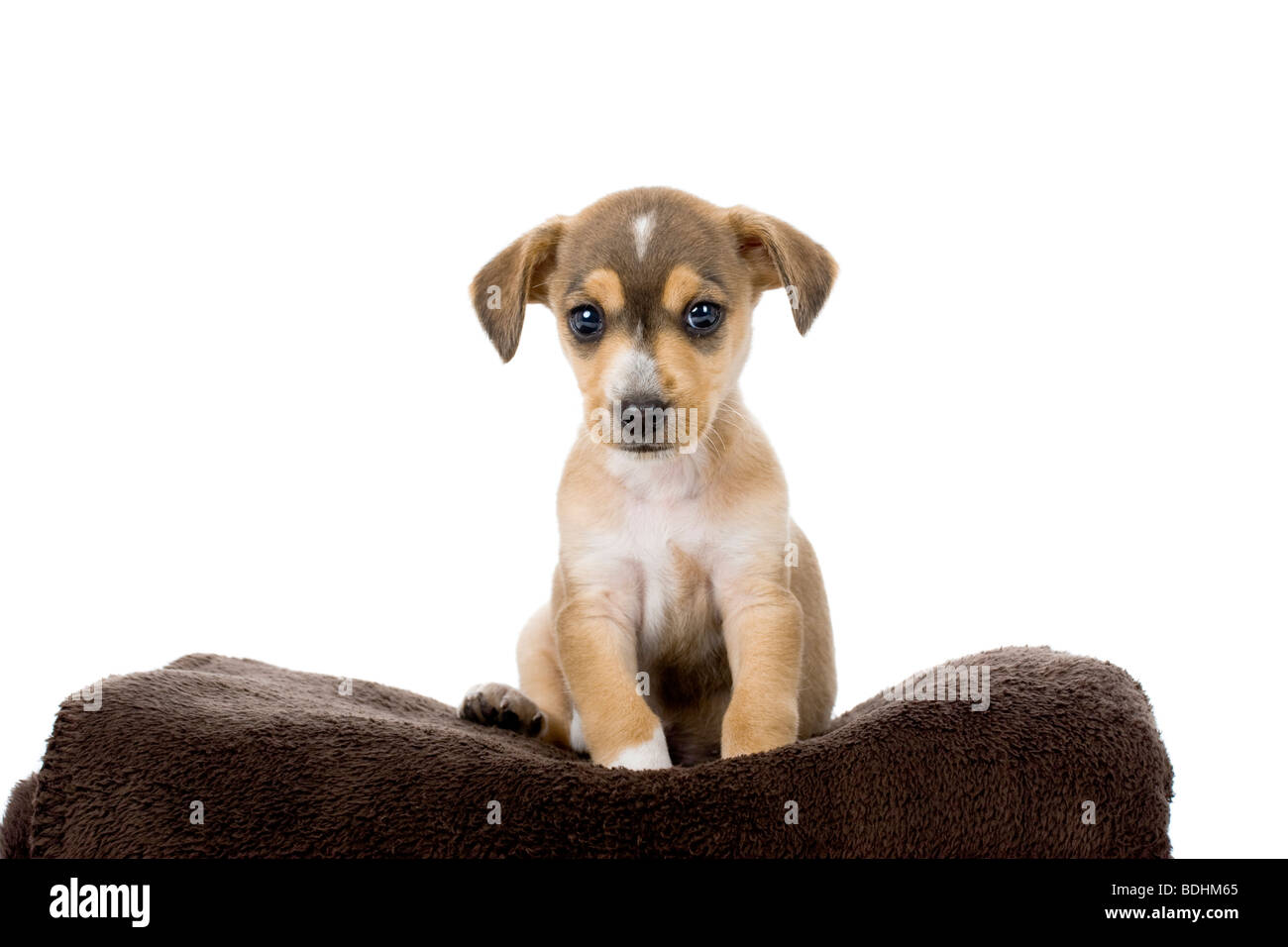 Portrait of a adorable puppy isolated on white Stock Photo - Alamy