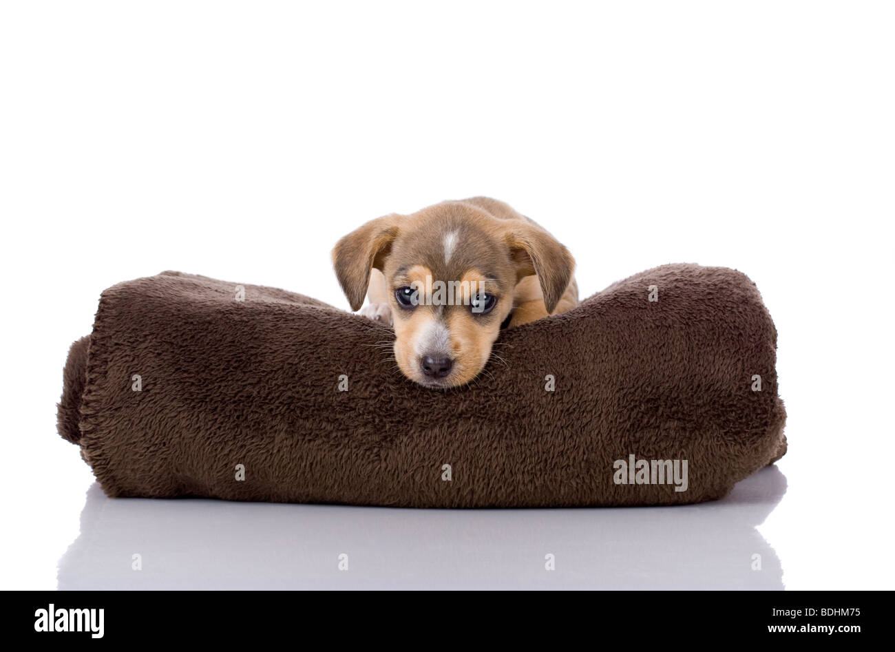Portrait of a adorable puppy isolated on white Stock Photo - Alamy